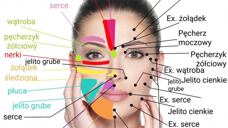 Refleksjologia twarzy - mapa twarzy odzwierciedlająca położenie refleksów (pochodzenie: otchłań Internetu). Oferta zabiegów refleksologii, masażu, spa, relaksu na Pradze Południe jak i w całej Warszawie, w przystępnych cenach.